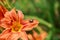 Stink bug on the orange flower