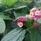 a stink bug perched on a flower Leptocorisa oratorius