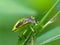 Stink Bug On Plant Stem 2