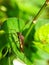 stink bug (Walang sangit) on the leaves