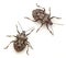 Stink Bugs