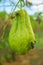 The Stink bugs on Green chayote