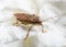 Stink or shield bug on carnation