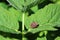 Stink or shield bug Italian striped bug, also known as minstrel on a ground elder plant leaf in a meadow.