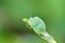 Stinkbug on green leaf in the wild