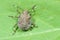 Stinkbug larva