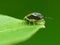 Stinkbug On Leaf 2