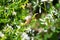 Stinkbug standing on its back showing its coloring on bush with small white flowers