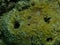 Stinker sponge (Sarcotragus fasciculatus) close-up undersea, Aegean Sea