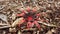 Stinkhorn fungi, Aseroe rubra, Phallus rubicundus