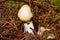 Stinkhorn fungi - Phallus impudicus