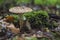 The Stinking Dapperling Lepiota aspersa is a poisonous mushroom