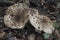 The Stinking Dapperling Lepiota aspersa is a poisonous mushroom