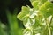 Stinking Hellebore or Dungwort