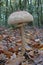 Stinking parasol mushroom; Lepiota cristata