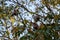 Stinkingtoe Tree with Fruits