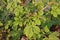 Stinkweed or African cabbage, broadleaves weed and vegetable