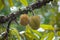 Stinky asian fruit durian growing on a tree branch