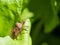 A stinky beetle sitting on a green leaf illuminated by sunlight.