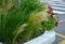 Stipa capilata in flowerbed mulch gravel with concrete raised edge