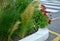 Stipa capilata in flowerbed mulch gravel with concrete raised edge