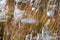 Stipa capillata or Feather grass, steppe grass, close-up photo.