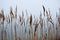 Stipa, cheegrass in the fog