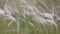 The stipa (feather grass)