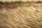 Stipa Feather Grass or Grass Needle Nassella tenuissima in golden sunset light