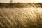 Stipa Feather Grass or Grass Needle Nassella tenuissima in golden sunset light