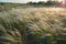 Stipa Feather Grass or Needle Grass Nassella tenuissima