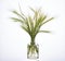 Stipa feather grass, needle grass or spear grass in a glass vessel on a white background