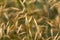 Stipa gigantea giant feather grass seed heads in autumn garden