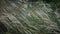 Stipa lessingiana needle grass, long grass fluttering in the wind in the landscape park