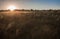 Stipa in morning Ukrainian steppe.