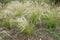 Stipa tenuissimaAngel hair.