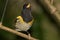 Stitchbird Endemic Honeyeater of New Zealand