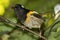 Stitchbird Endemic Honeyeater of New Zealand