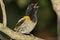 Stitchbird Endemic Honeyeater of New Zealand