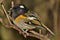 Stitchbird Endemic Honeyeater of New Zealand