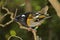 Stitchbird Endemic Honeyeater of New Zealand