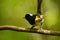 Stitchbird - Notiomystis cincta - Hihi in Maori language, endemic bird sitting on the branch in the New Zealand forest