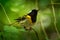 Stitchbird - Notiomystis cincta - Hihi in Maori language, endemic bird sitting on the branch in the New Zealand forest