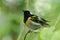 Stitchbird - Notiomystis cincta - Hihi in Maori language, endemic yellow, white and black bird sitting on the branch in the New