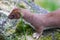 Stoat on a fallen branch