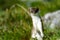 Stoat at grossglockner