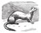 Stoat Mustela erminea or Ermine in winter pelt vintage engraving