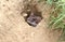 A Stoat Mustela erminea peaking out of a hole in the ground.