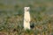 stoat & x28;Mustela erminea& x29;,short-tailed weasel Germany