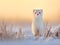 The stoat - Mustela erminea in the snow at winter